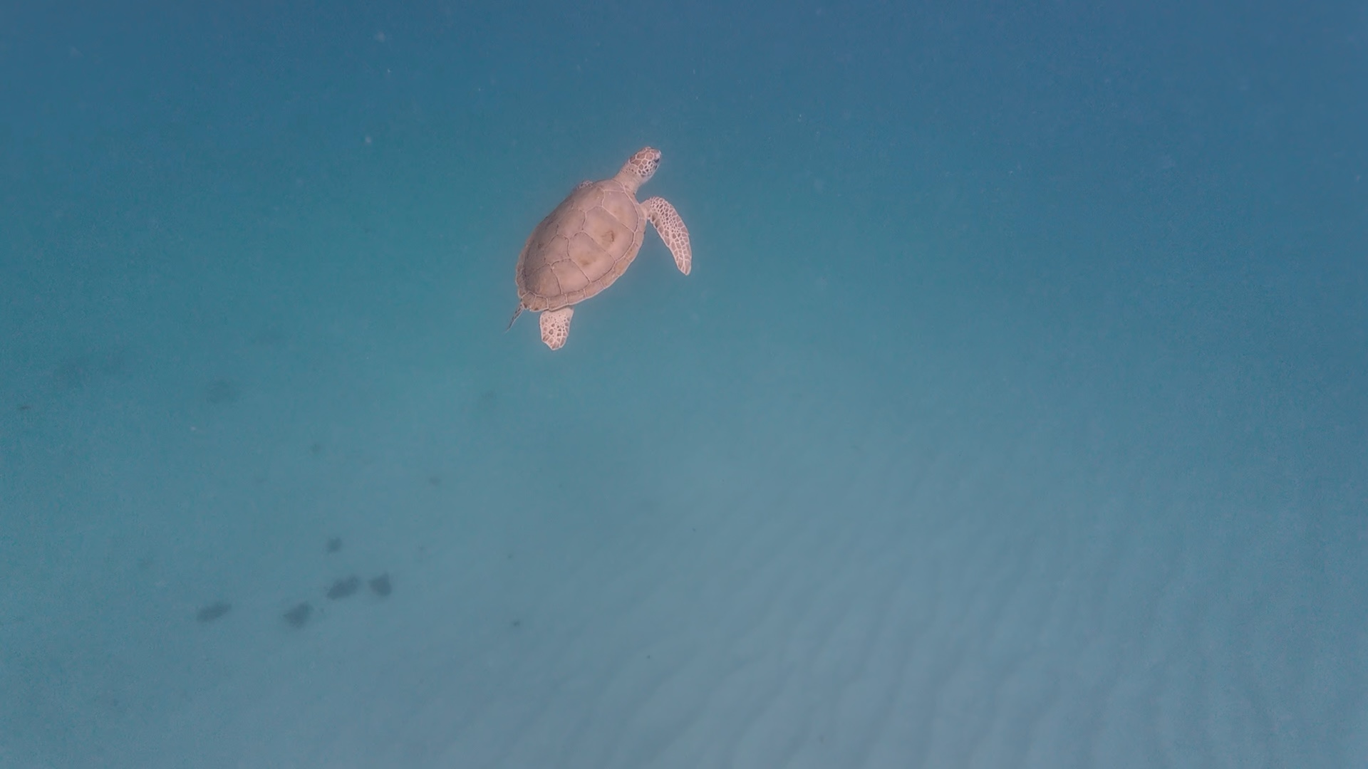 snorkel_stingray