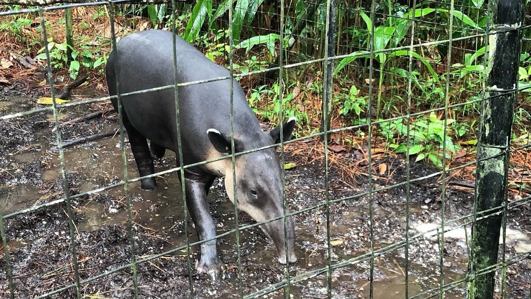 tapir