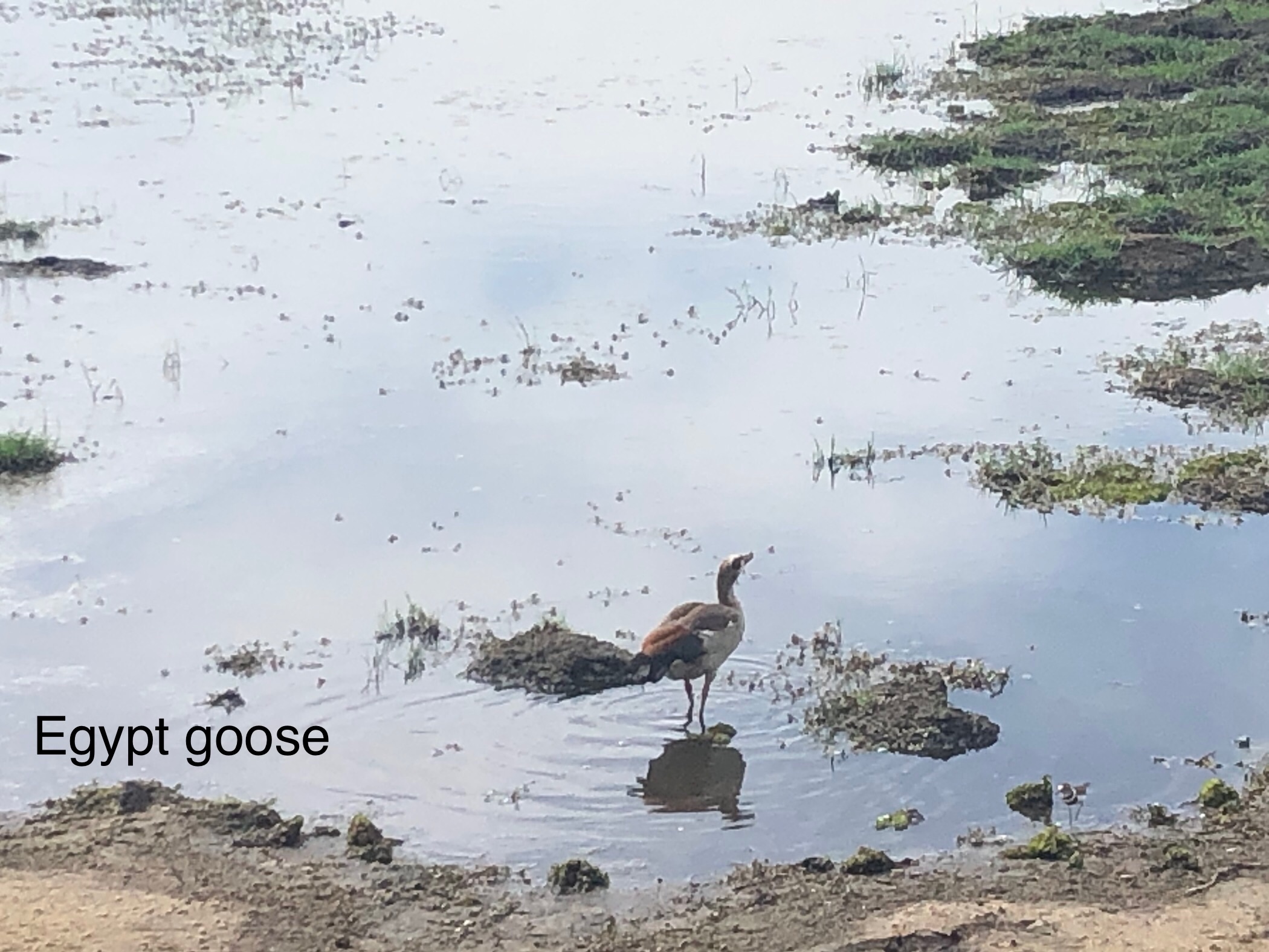 egypt_goose