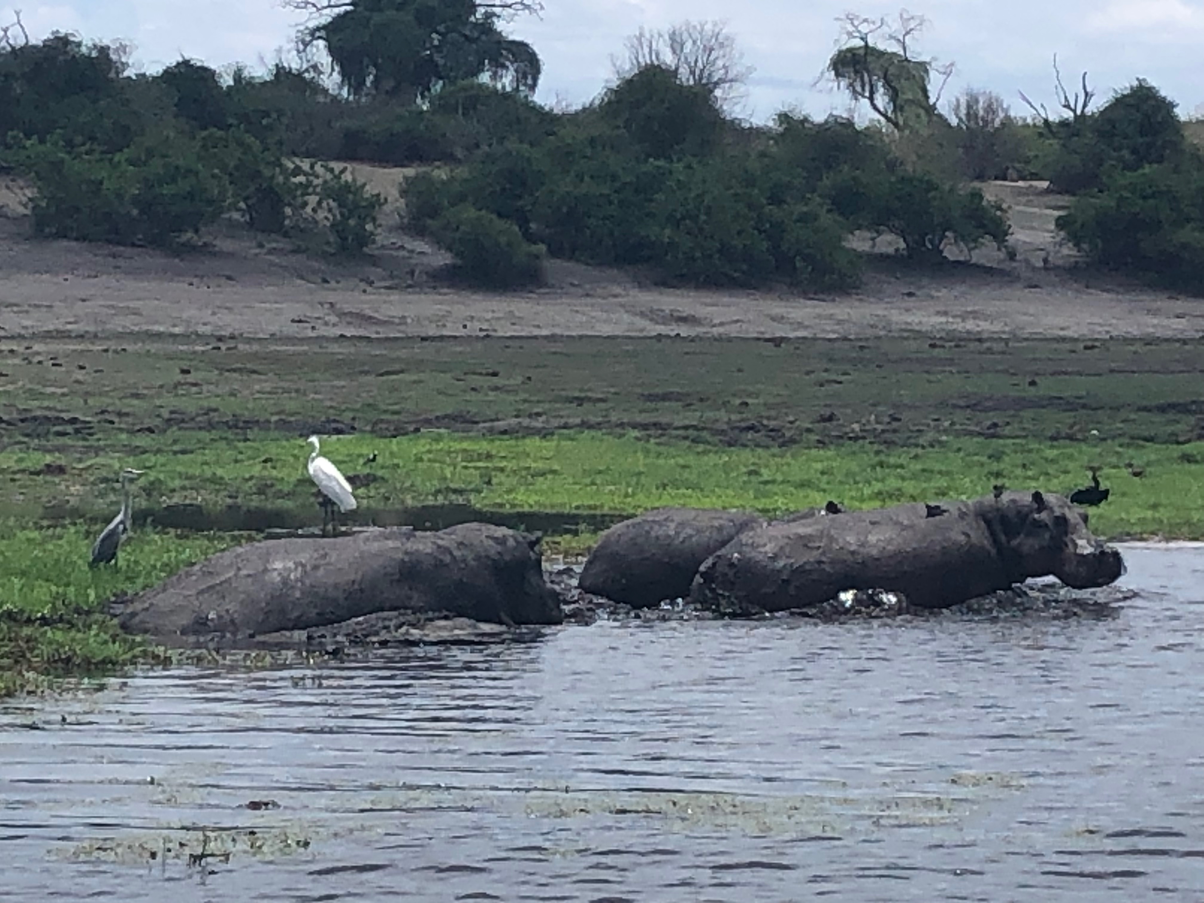 hippo_mudbath