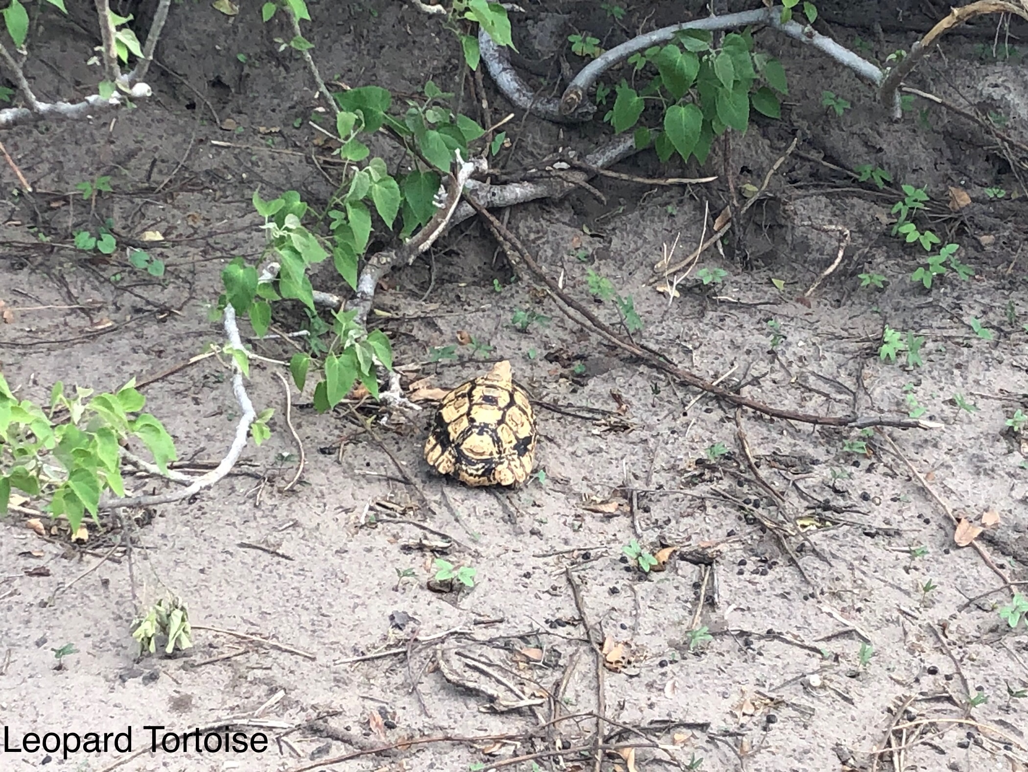 leopard_tortoise