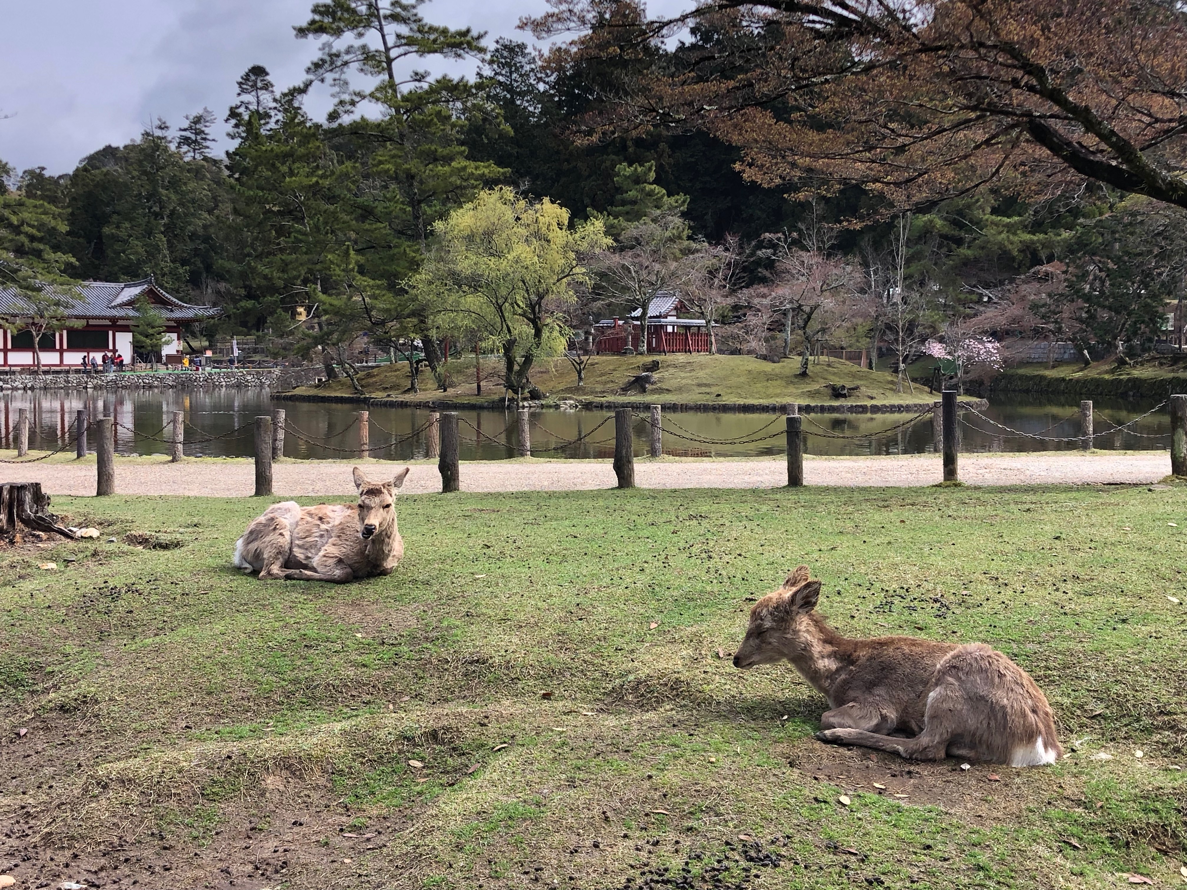 nara