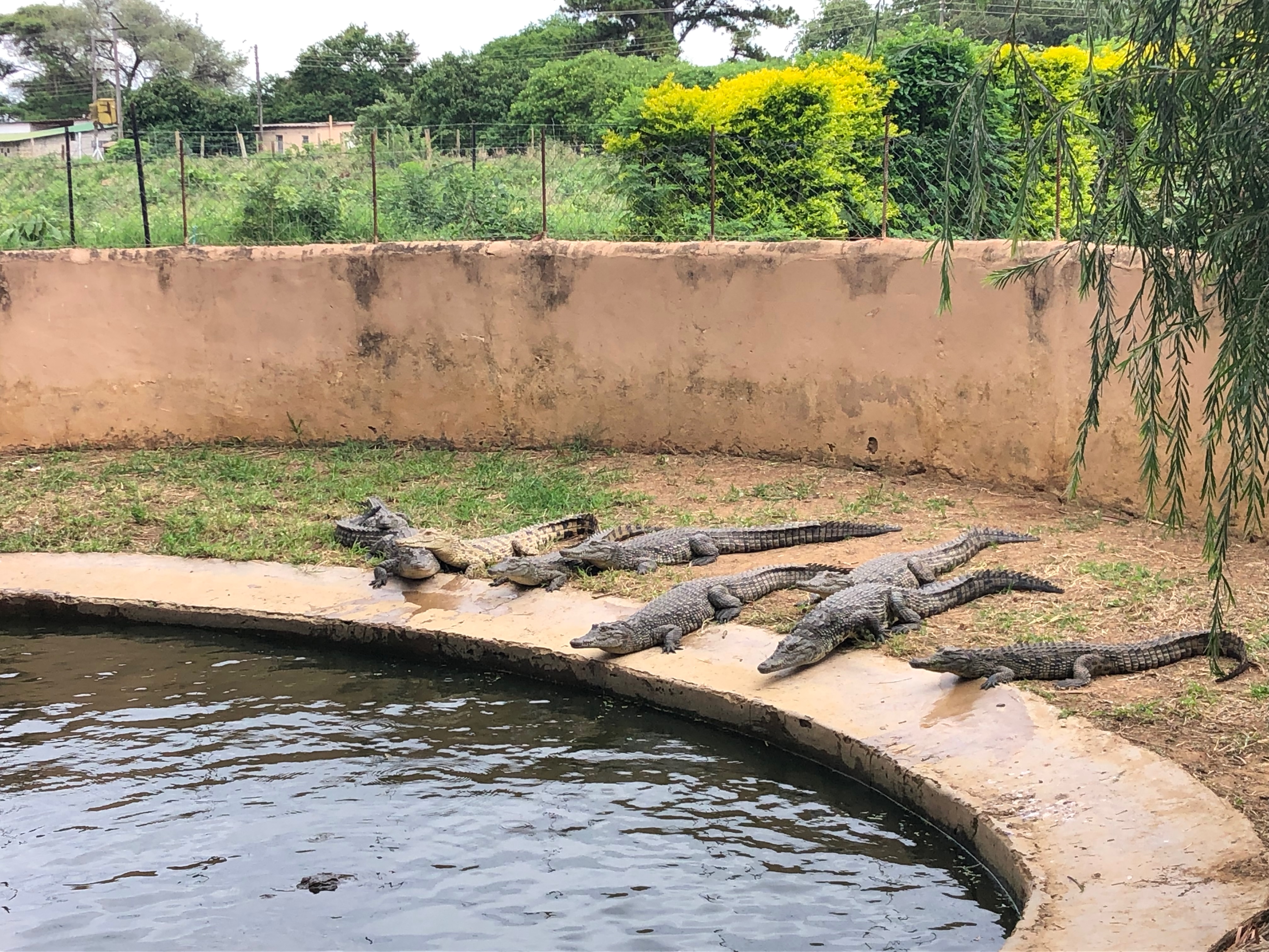 croc_farm