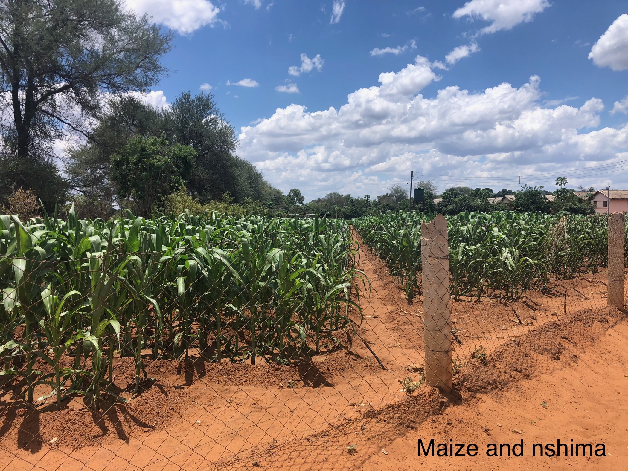 maize