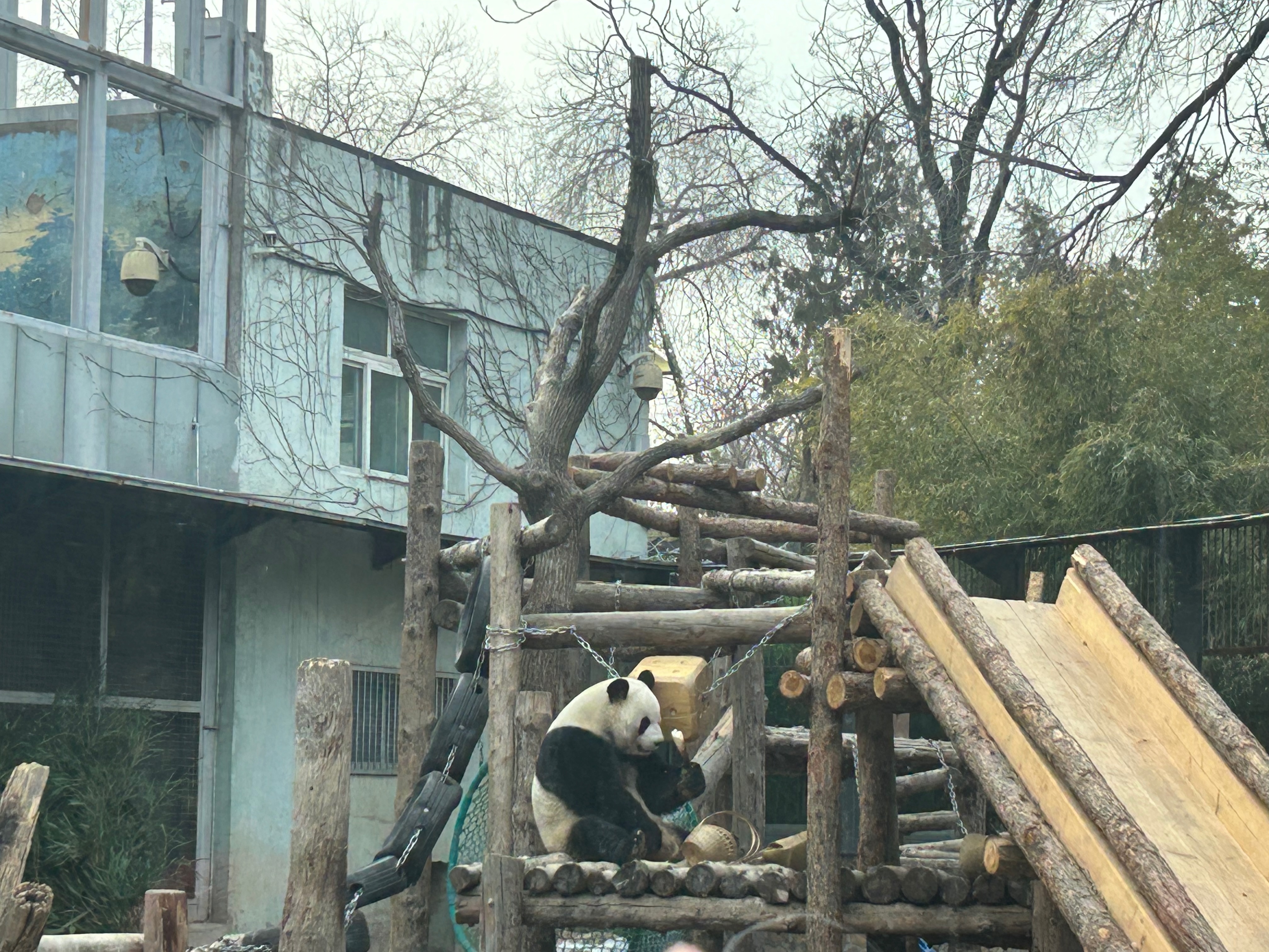 panda2